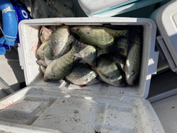 Crappie Action: Sam Rayburn